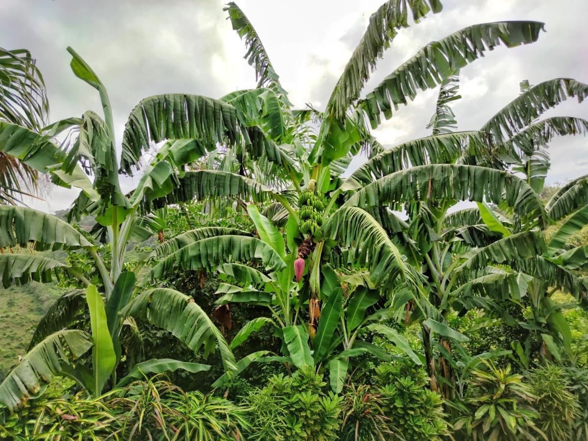 Finca Cuipo Buritaca Dış mekan fotoğraf